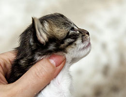 Wildfee's Norwegische Waldkatzen Wildfee's Etete - 2 Wochen alt