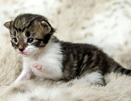 Wildfee's Norwegische Waldkatzen Wildfee's Etete - 2 Wochen alt