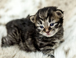 Wildfee's Norwegische Waldkatzen Wildfee's Exquisit - 2 Wochen alt