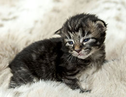 Wildfee's Norwegische Waldkatzen Wildfee's Eyla - 2 Wochen alt