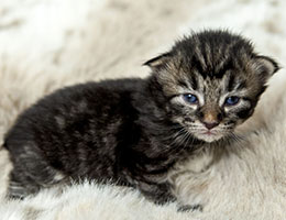 Wildfee's Norwegische Waldkatzen Wildfee's Eyla - 2 Wochen alt