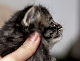 Wildfee's Norwegische Waldkatzen Wildfee's Elinka - 3½ Wochen alt