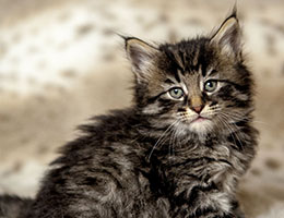 Wildfee's Norwegische Waldkatzen Wildfee's Elinka - 6 Wochen alt