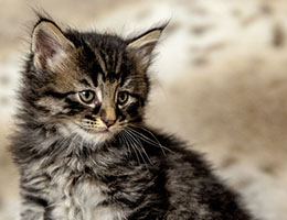 Wildfee's Norwegische Waldkatzen Wildfee's Elinka - 6 Wochen alt