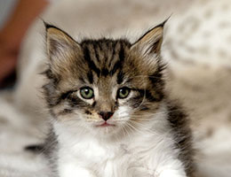 Wildfee's Norwegische Waldkatzen Wildfee's Etete - 6 Wochen alt