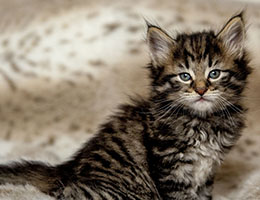 Wildfee's Norwegische Waldkatzen Wildfee's Exquisit - 6 Wochen alt