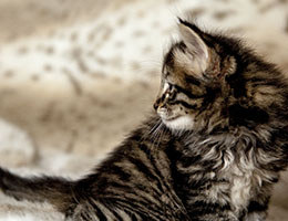 Wildfee's Norwegische Waldkatzen Wildfee's Exquisit - 6 Wochen alt