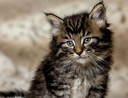 Wildfee's Norwegische Waldkatzen Wildfee's Eyla - 6 Wochen alt