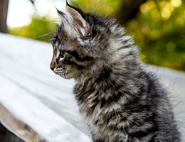 Wildfee's Norwegische Waldkatzen Wildfee's Elifee - 9 Wochen alt