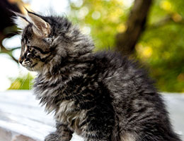 Wildfee's Norwegische Waldkatzen Wildfee's Elinka - 9 Wochen alt