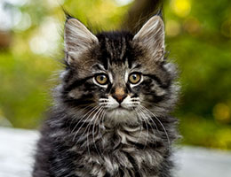 Wildfee's Norwegische Waldkatzen Wildfee's Elinka - 9 Wochen alt