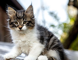 Wildfee's Norwegische Waldkatzen Wildfee's Etete - 9 Wochen alt