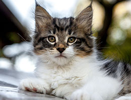 Wildfee's Norwegische Waldkatzen Wildfee's Etete - 9 Wochen alt