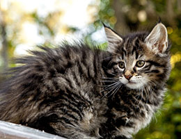 Wildfee's Norwegische Waldkatzen Wildfee's Exquisit - 9 Wochen alt