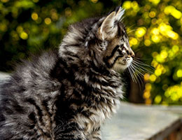 Wildfee's Norwegische Waldkatzen Wildfee's Exquisit - 9 Wochen alt