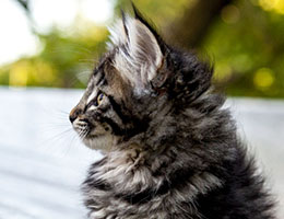 Wildfee's Norwegische Waldkatzen Wildfee's Eyla - 9 Wochen alt
