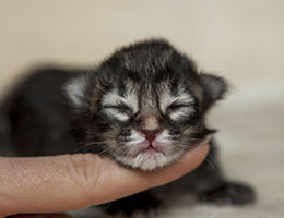 Wildfee's Norwegische Waldkatzen Wildfee's Franz-Ferdinand - zwei Tage alt