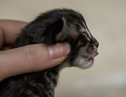 Wildfee's Norwegische Waldkatzen Wildfee's Franz-Ferdinand - zwei Tage alt