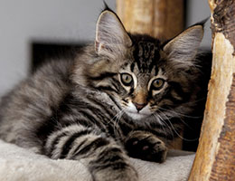 Wildfee's Norwegische Waldkatzen Wildfee's Franz-Ferdinand - elf Wochen alt