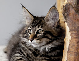 Wildfee's Norwegische Waldkatzen Wildfee's Franz-Ferdinand - elf Wochen alt