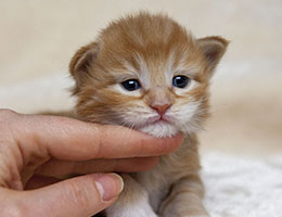 Wildfee's Norwegische Waldkatzen Wildfee's Feefux - zwei Wochen alt
