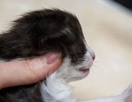 Wildfee's Norwegische Waldkatzen Wildfee's Felis - zwei Wochen alt