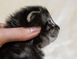 Wildfee's Norwegische Waldkatzen Wildfee's Fenriswolf - zwei Wochen alt
