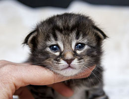 Wildfee's Norwegische Waldkatzen Wildfee's Franz-Ferdinand - zwei Wochen alt
