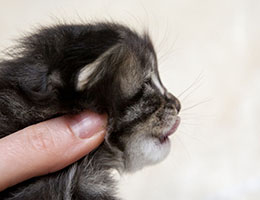 Wildfee's Norwegische Waldkatzen Wildfee's Franz-Ferdinand - zwei Wochen alt