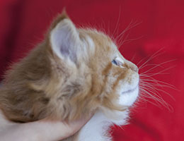 Wildfee's Norwegische Waldkatzen Wildfee's Feefux - vier Wochen alt