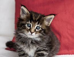 Wildfee's Norwegische Waldkatzen Wildfee's Franz-Ferdinand - vier Wochen alt