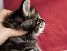 Wildfee's Norwegische Waldkatzen Wildfee's Franz-Ferdinand - vier Wochen alt