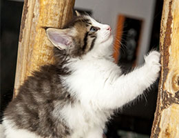 Wildfee's Norwegische Waldkatzen Wildfee's Falco - sechs Wochen alt