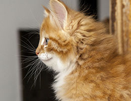 Wildfee's Norwegische Waldkatzen Wildfee's Feefux - sechs Wochen alt