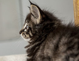 Wildfee's Norwegische Waldkatzen Wildfee's Fenriswolf - sechs Wochen alt