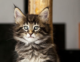 Wildfee's Norwegische Waldkatzen Wildfee's Franz-Ferdinand - sechs Wochen alt