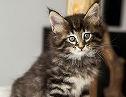 Wildfee's Norwegische Waldkatzen Wildfee's Franz-Ferdinand - sechs Wochen alt