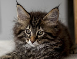 Wildfee's Norwegische Waldkatzen Wildfee's Franz-Ferdinand - neun Wochen alt