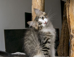 Wildfee's Norwegische Waldkatzen Wildfee's Ginevra - zwölf Wochen alt