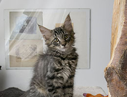 Wildfee's Norwegische Waldkatzen Wildfee's Grimnir - zwölf Wochen alt