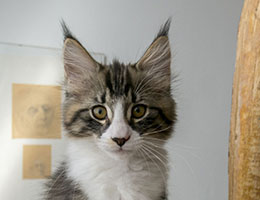 Wildfee's Norwegische Waldkatzen Wildfee's Grislie - zwölf Wochen alt