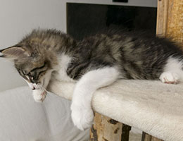 Wildfee's Norwegische Waldkatzen Wildfee's Grislie - zwölf Wochen alt