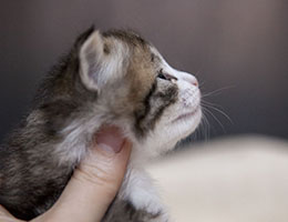 Wildfee's Norwegische Waldkatzen Wildfee's Ginevra - zwei Wochen alt