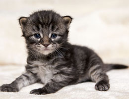 Wildfee's Norwegische Waldkatzen Wildfee's Grimnir - zwei Wochen alt