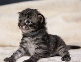 Wildfee's Norwegische Waldkatzen Wildfee's Grimnir - zwei Wochen alt