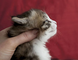 Wildfee's Norwegische Waldkatzen Wildfee's Ginevra - vier Wochen alt