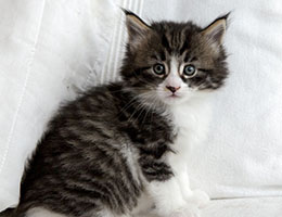 Wildfee's Norwegische Waldkatzen Wildfee's Grislie - vier Wochen alt