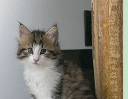 Wildfee's Norwegische Waldkatzen Wildfee's Ginevra - sieben Wochen alt