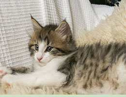 Wildfee's Norwegische Waldkatzen Wildfee's Ginevra - sieben Wochen alt