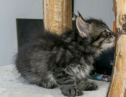 Wildfee's Norwegische Waldkatzen Wildfee's Grimnir - sieben Wochen alt